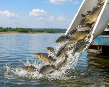  Кам’янське водосховище чекає масштабне зариблення