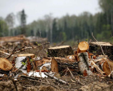 Резонансна вирубка дерев на понад мільйон гривень - у Кам&#039;янському районі викрили порушників