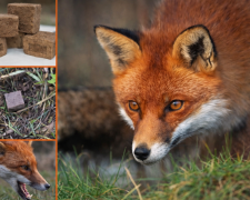 Імунізація диких тварин: у шести районах Дніпропетровщини розпочнуть вакцинацію