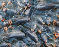 Українська риба проти імпорту: як Дніпропетровщина планує популяризувати прісноводну продукцію