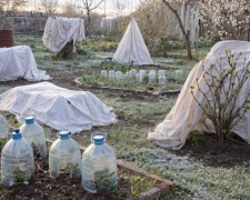 Раптові заморозки до -3°C на Дніпропетровщині: дієві методи порятунку висадженої розсади та квітучих садів