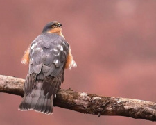 Пташка вагою зі смартфон: мережу зачарувало фото яструба малого з Дніпропетровщини