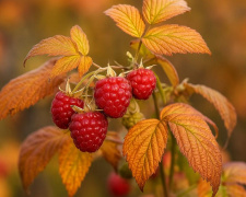 Природний феномен на Дніпропетровщині: малина рясно вродила у грудні
