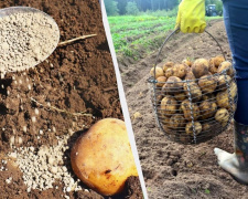 Для гарного врожаю картоплі на Дніпропетровщині: головні правила посадки, про які знають не всі