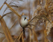 Вусаті мешканці очерету: на Дніпропетровщині зафіксували рідкісних птахів із «карнавальним» виглядом