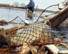 Під час літньої заборони на вилов риби браконьєри Дніпропетровщини завдали збитків на понад три мильонів гривень - подробиці