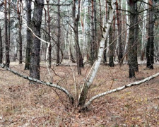 У лісі під Кам&#039;янським екодослідники знайшли червонокнижні берези