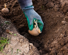 Сприятливі дні для посадки картоплі у квітні - поради від астрологів