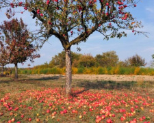 Чому залишати опале листя та плоди під деревами - фатальна помилка для садівника