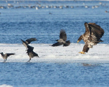 Орлани й ворони в одному кадрі: біля Кам'янського сфотографували унікальну пташину компанію