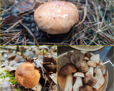 Гриби замість снігу: на Дніпропетровщині грибники досі збирають урожай через аномально теплу погоду