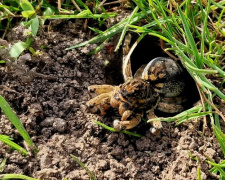 На Дніпропетровщині помітили земляних тарантулів: наскільки вони небезпечні
