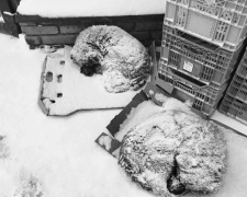 Мороз вбиває: зоозахисники закликають дозволити бізнесу впускати тварин у магазини й кафе