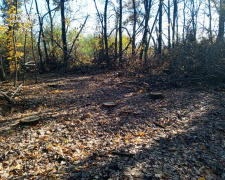 Понад двісті дерев зникли за ніч: лісгосп Дніпропетровщини тепер платитиме 1 000 000 грн