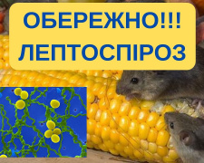 В Кам’янському від лептоспірозу помер чоловік: як вберегтися від інфекції