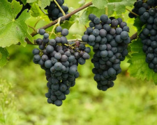 Секрети виноградарів: квітень – саме час для активних дій