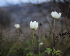 Природа дивує: на Дніпропетровщині під Новий рік розквітла лісова анемона 