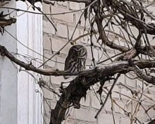 До Дитячого екологічного центру Кам’янського прилетіла сова - подробиці