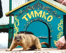 Бабак Тимко зробив прогноз на весну: що передбачив головний пухнастий синоптик України