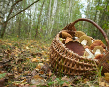 Кошик з осінніми грибами — маслюками та підберезниками — на тлі вересневого лісу біля Кам'янського