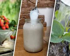 Солодка та велика: чим підгодувати полуницю у квітні на Дніпропетровщині для рекордного врожаю