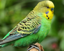 Хвилястий папужка: як обрати та утримувати пернатого друга у вашій квартирі