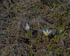 Рідкісне явище у степах: на Дніпропетровщині масово розквітли квіти з Червоної книги (фото)