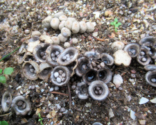 На Дніпропетровщині знайшли унікальні гриби, що нагадують пташині гнізда – подробиці