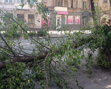 У Кам’янському районі вирує негода: дерева падають на авто, без світла залишилися декілька районів