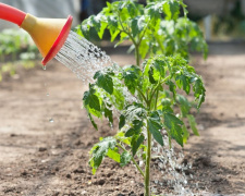 Не поспішайте з розсадою: названо оптимальні терміни висадки помідорів та огірків на Дніпропетровщині у 2026 році