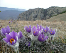 Фіолетове море степу: де на Дніпропетровщині шукати червонокнижну сон-траву