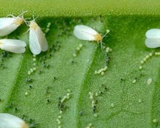 Зміна клімату та шкідники: чому врожай ріпаку на Дніпропетровщині опинився під ударом