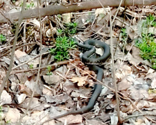 У Кам’янському помітили перших гадюк та вужів: мешканців закликають до обережності