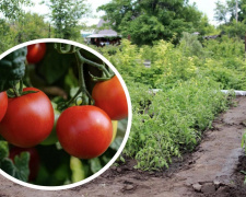  Найкращі дні для висадки помідорів у відкритий ґрунт: посівний календар на середину квітня 2026