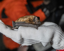 Кам’янчан запрошують на унікальну еко-подію з випуску кажанів - подробиці