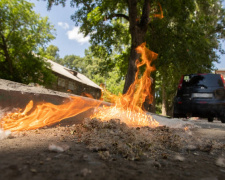 Алергії та пожежі: до Кабміну подали петицію про необхідність боротьби з тополиним пухом - як підписати
