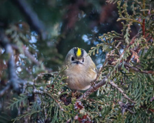 Важить як монета: на Дніпропетровщині помітили найменшу пташку Європи, яку називають «лісовим колібрі»