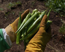 Від спаржі до винограду: що вигідно садити на піщаних землях Дніпропетровщини у 2026 році
