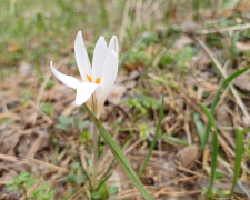 Вистояли проти диких кабанів: у заповіднику під Кам'янським після перерви зацвіли червонокнижні шафрани
