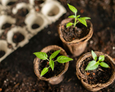 Коли жителям Дніпропетровщини сіяти томати та перець, щоб не втратити розсаду через примхи погоди