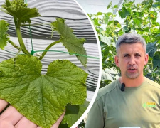 Чому жовтіють і сохнуть огірки: головні причини та як врятувати врожай на Дніпропетровщині