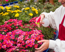 Час сіяти красу: які квіти варто посадити на розсаду в березні