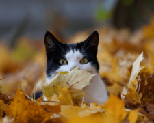 Осінь готує прохолодний фінал: якою буде погода в Кам’янському з 27 по 31 жовтня