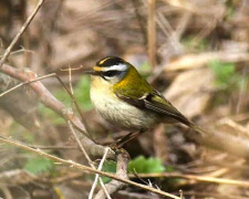 Крихітний скарб: на Дніпропетровщині оселилася українська «колібрі»