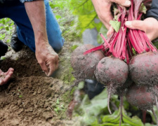 Посівний календар 2026: коли сіяти буряк на Дніпропетровщині, щоб не втратити врожай через засуху
