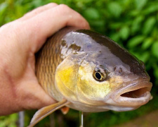 Загрожує великий штраф: у Кам&#039;янському водосховищі не можна ловити рибу
