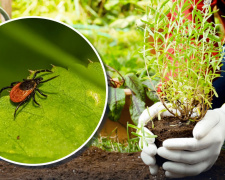 Секрет дачників: які рослини посадити на ділянці, щоб забути про кліщів