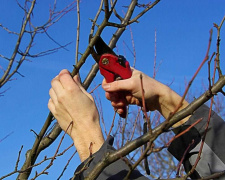 Як не занапастити майбутній урожай: золоті правила обрізки дерев для садівників Дніпропетровщини