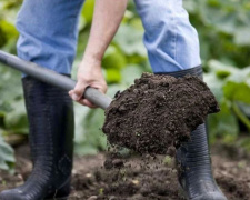 Що обов'язково треба посадити у квітні: повний перелік овочів для жителів Дніпропетровщини