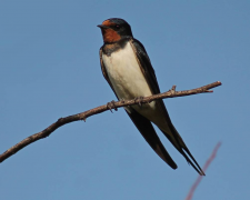 Мовчазна весна на Дніпропетровщині: чому з міст та сіл регіону поступово зникають ластівки